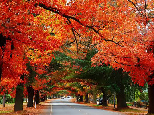 Bright in Autumn Bloom